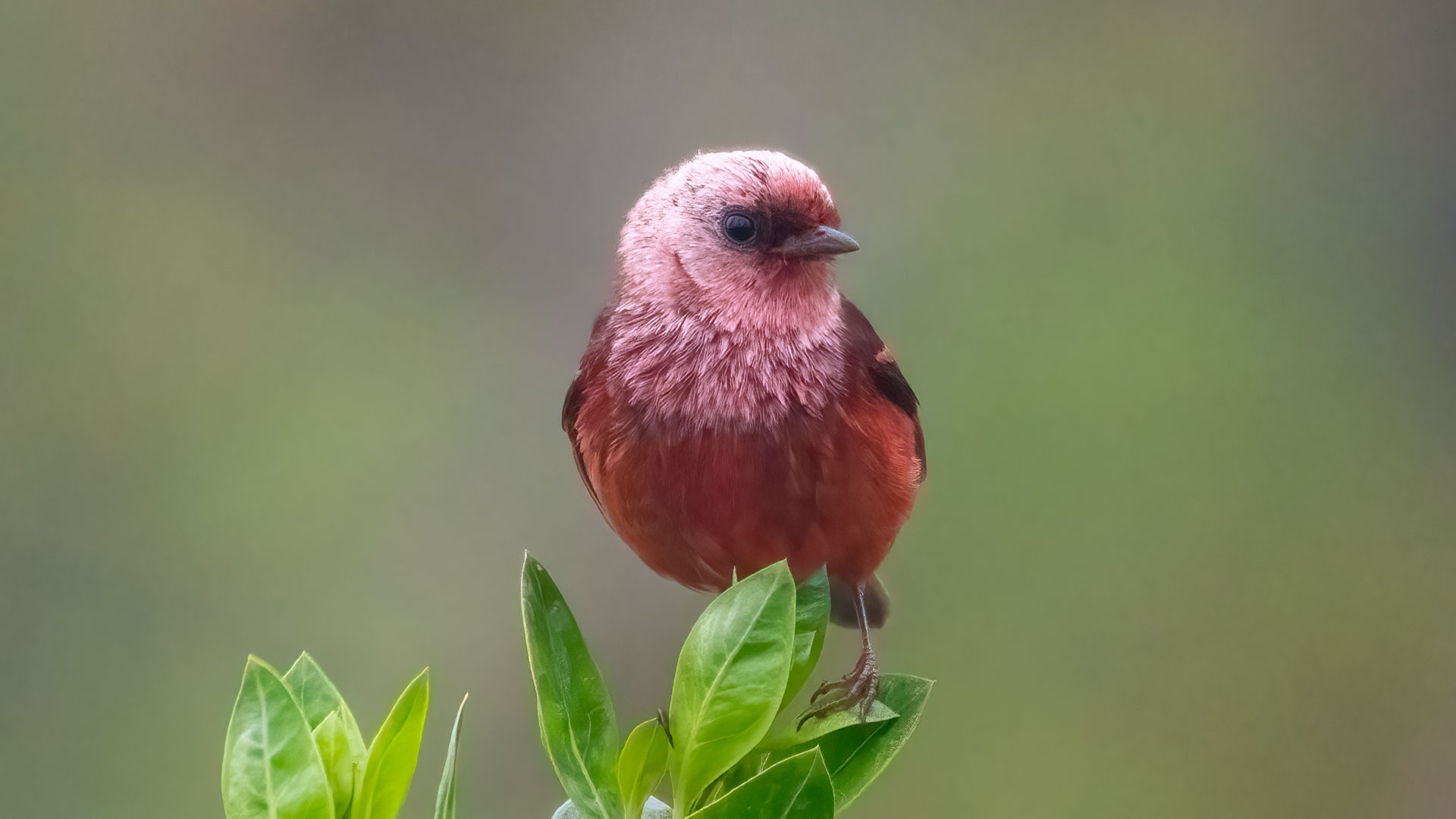Pink-heade Warbler